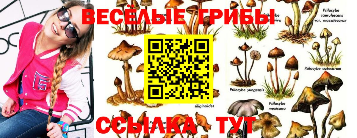 Горно-Алтайск  Псилоцибиновые грибы ЛСД  где купить наркоту  Вход с VPN 