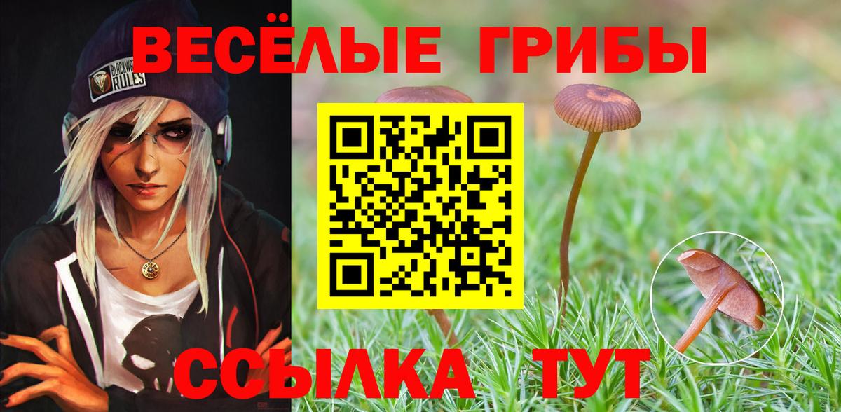 Галлюциногенные грибы Psilocybe Горно-Алтайск